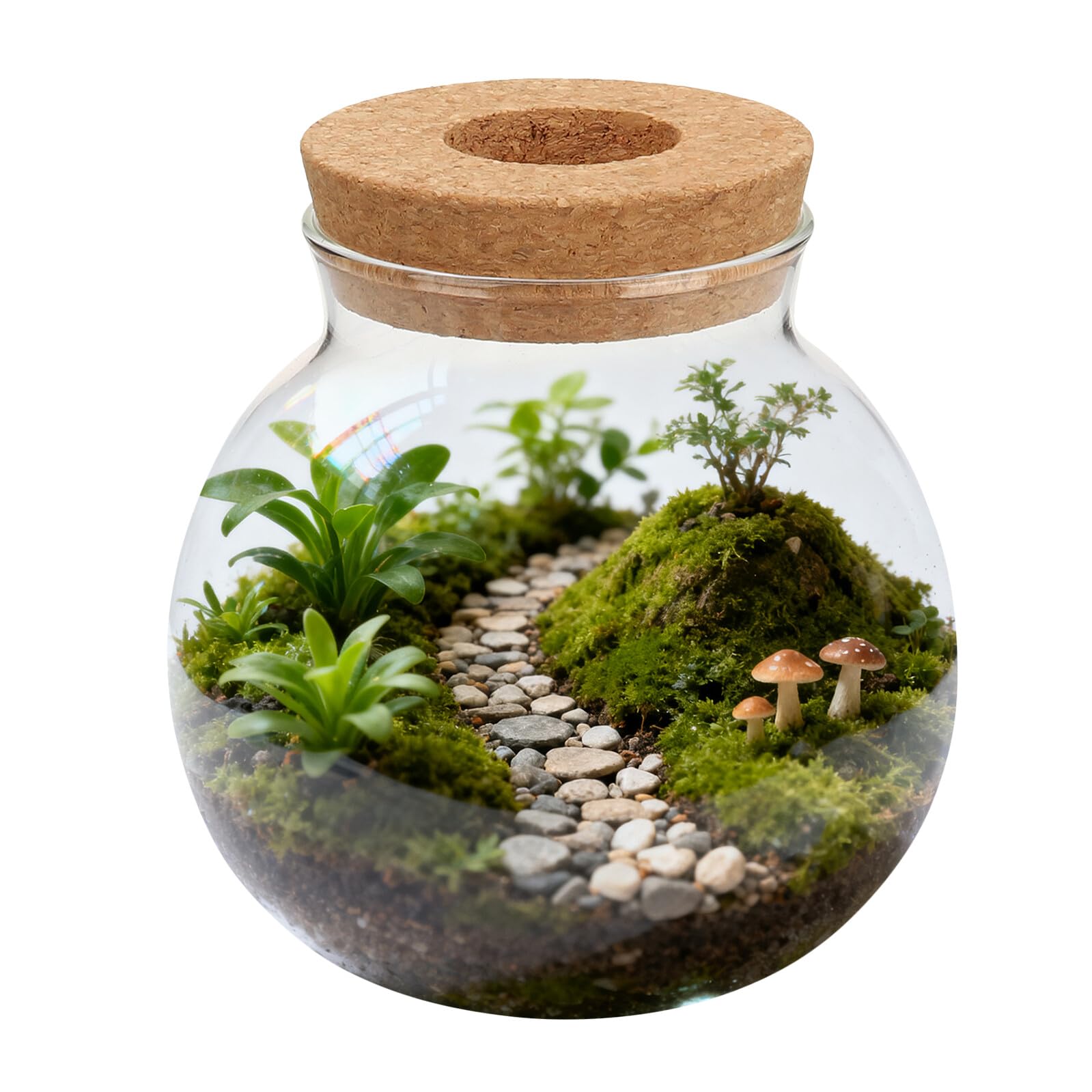 Veemoon Terrarium hydroponique en verre - Décoration de table pour culture hydroponique - Petit vase rond avec bouchon de bouteille pour salon, bureau, rebord de fenêtre