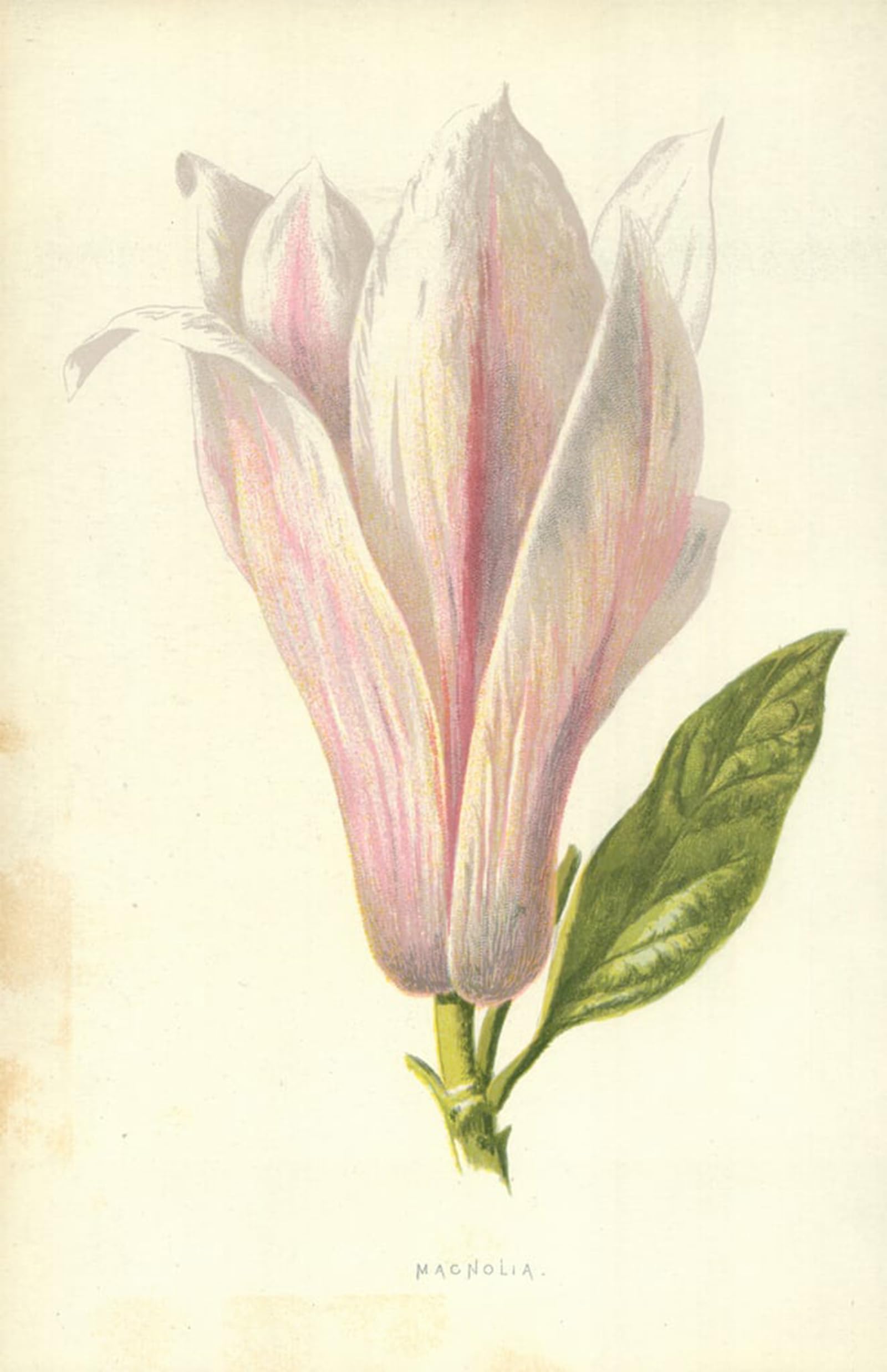 Tableau Toile Magnolia 60x90cm par Frederick Edward Hulme - 5