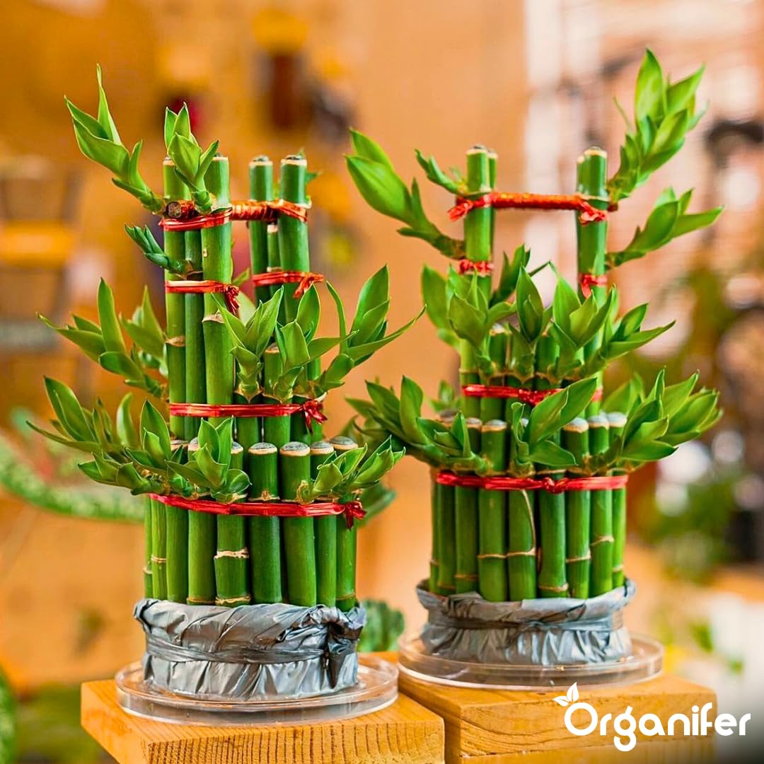 Lucky Bamboo Flüssigdünger - 10L - NPK 2-1-8 | Flüssig-Pflanzendünger Für Große Zimmerpflanzen-Sammlungen Und Innenräume - Organifer