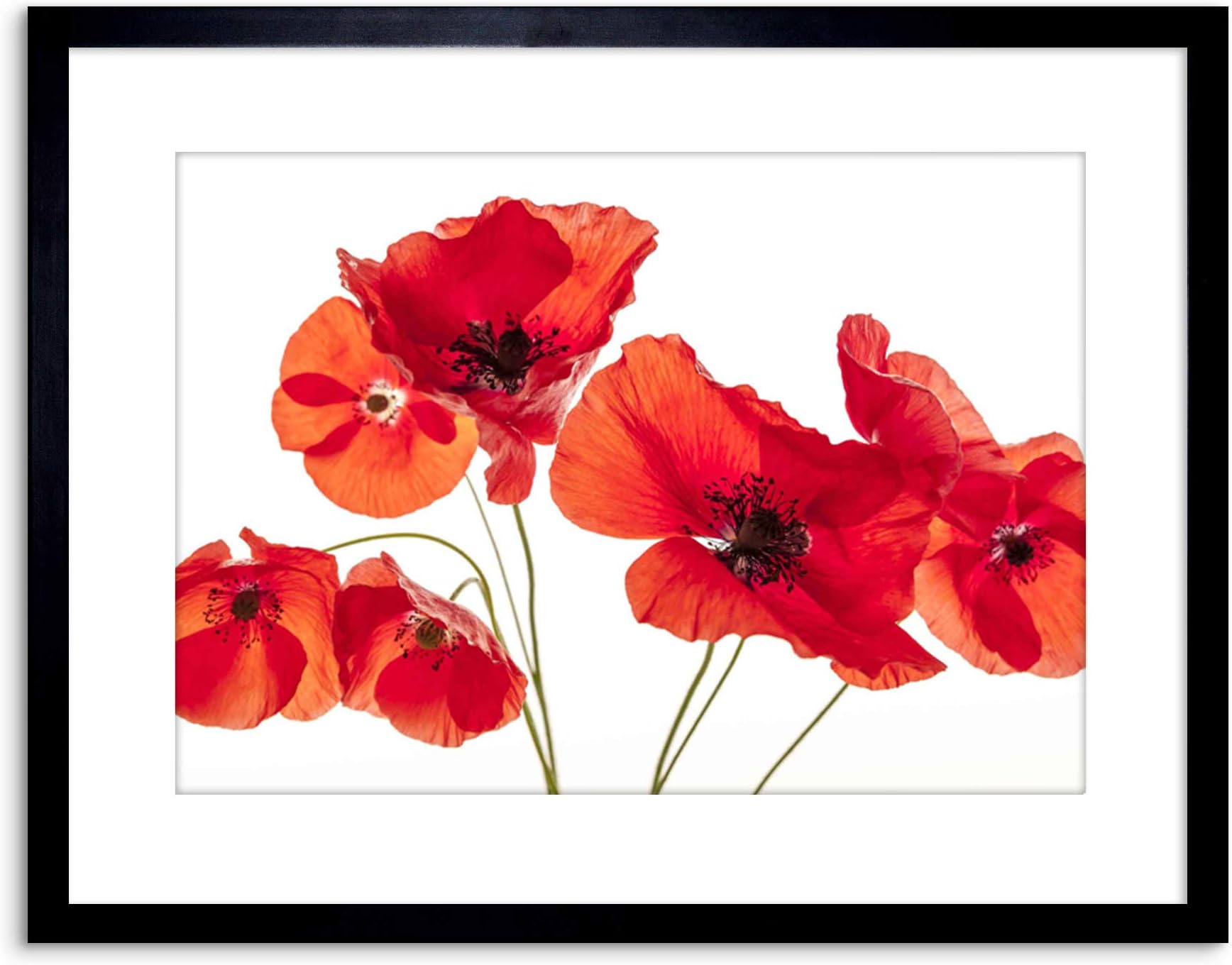 The Art Stop Photo Nature Flower Poppy Heads RED Petals Framed Print F97X5428