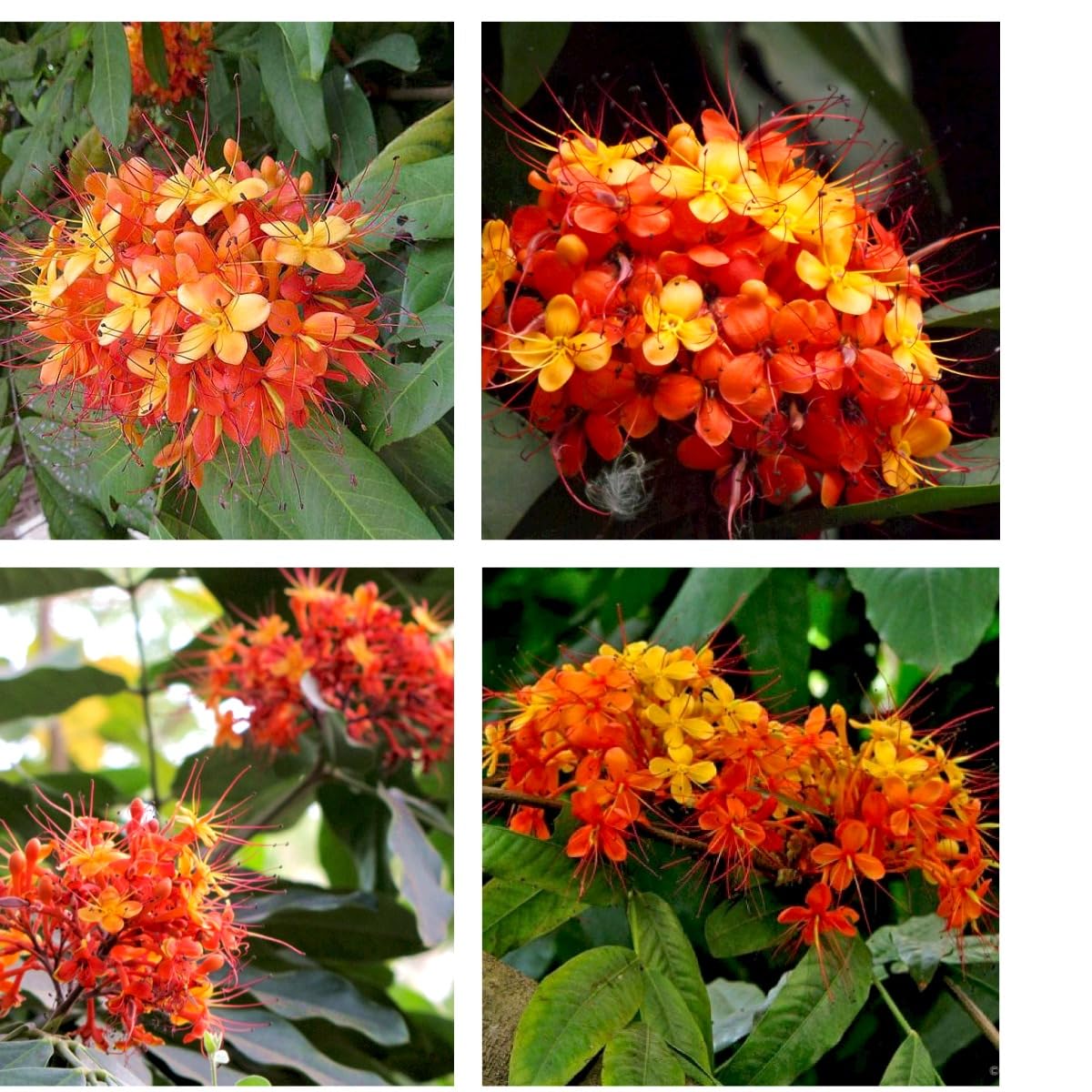 ONLINE PLANT BAZAR Sita Ashok Tree Saraca Ashoka Flower Live Plant (B0CM9J62JQ) Amazon Price History, Amazon Price Tracker