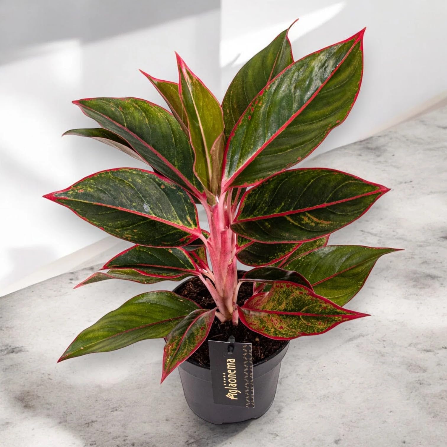 Aglaonema 'Jungle Red' Pianta da Interno, Colore Rosso e Verde, Altezza 60 cm, Vaso 19