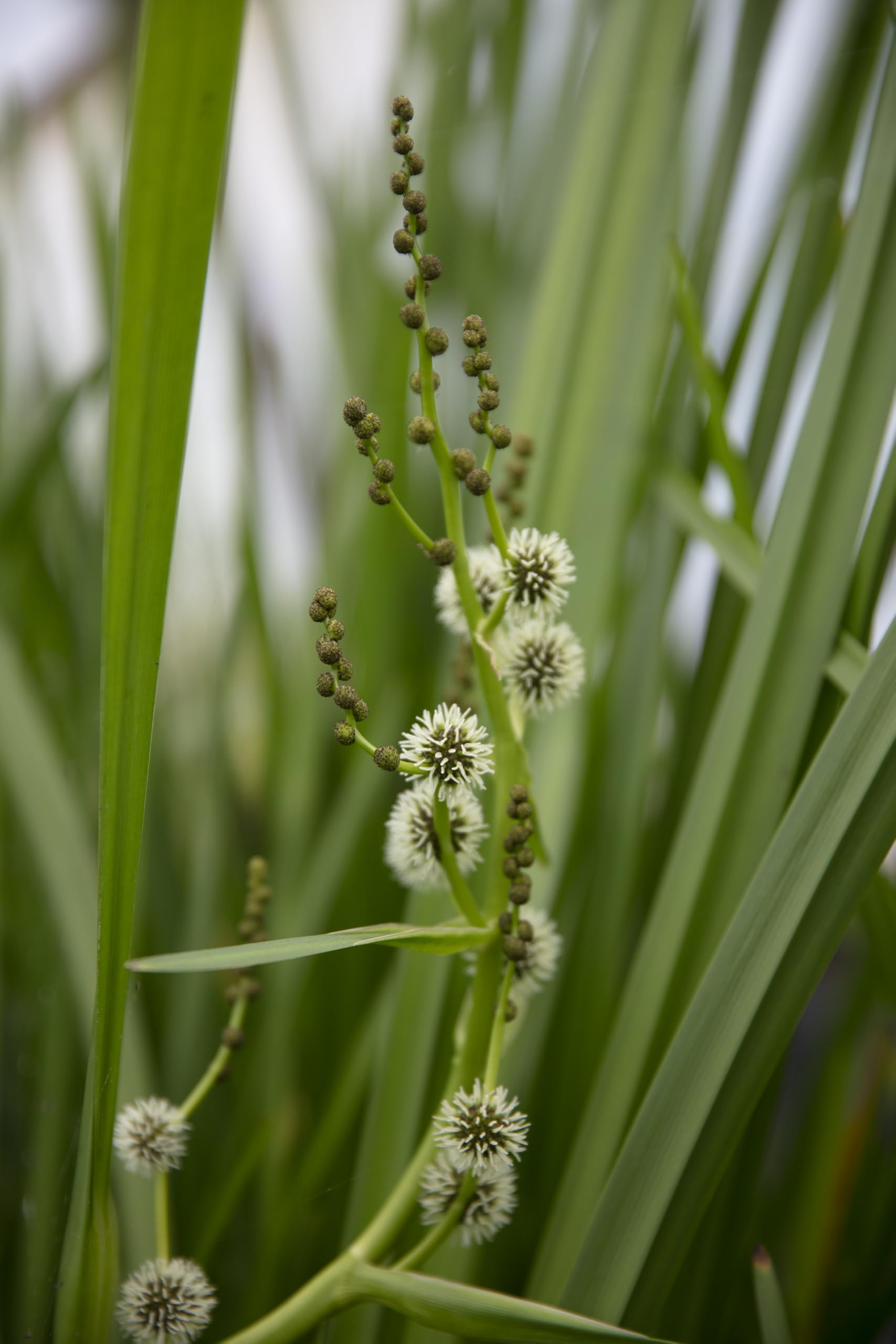 Lincolnshire Pond Plants Ltd - Sparganium erectum (Branched bur-Reed) - Marginal Pond Plants - MP112-1 / 1Ltr Potted