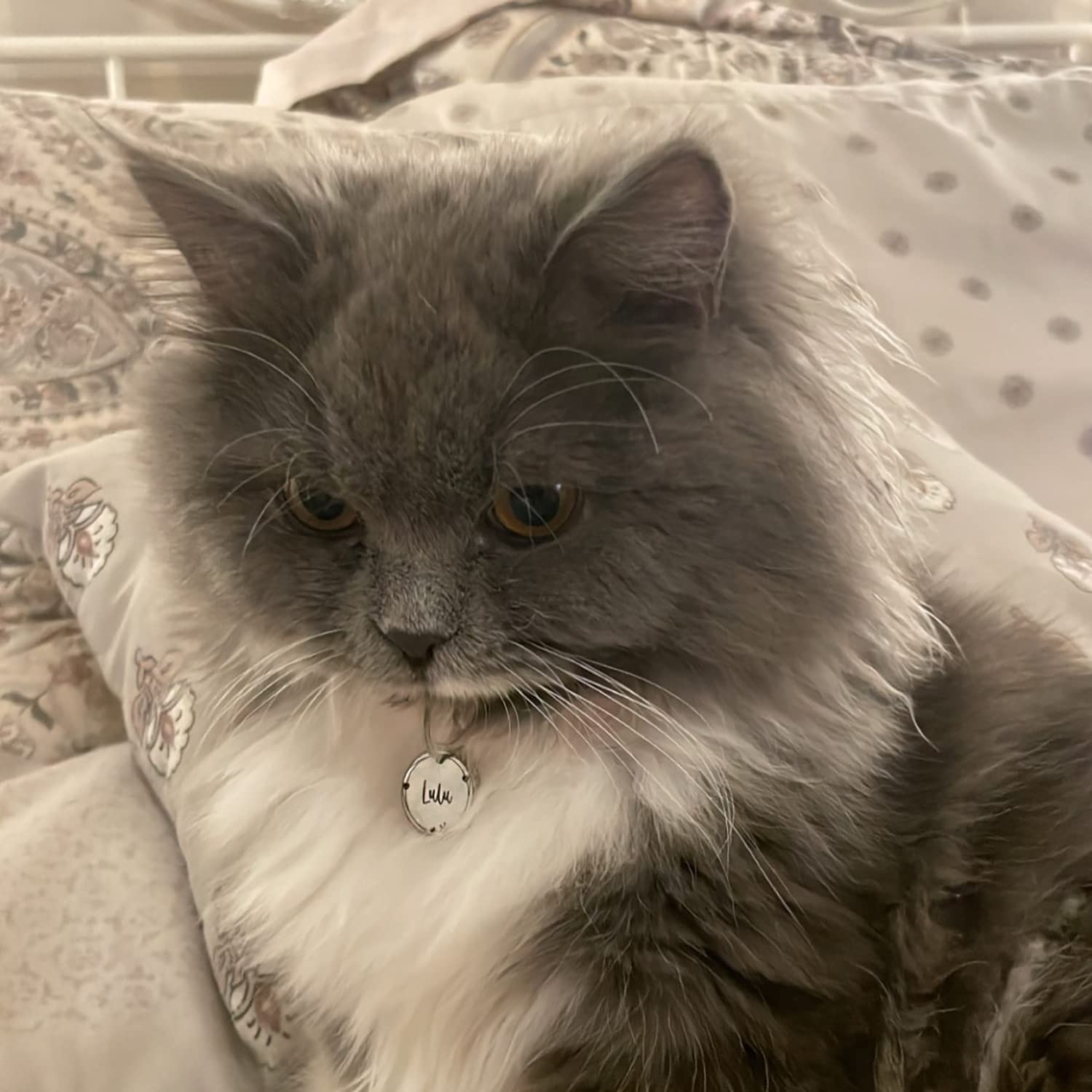 Style Corolla Élégance Médaille Chiens Chat en Acier Chirurgical 316, Gravure Profonde, Polissage des Bords, Double Face - Met en Valeur l'Élégance de Votre Chat
