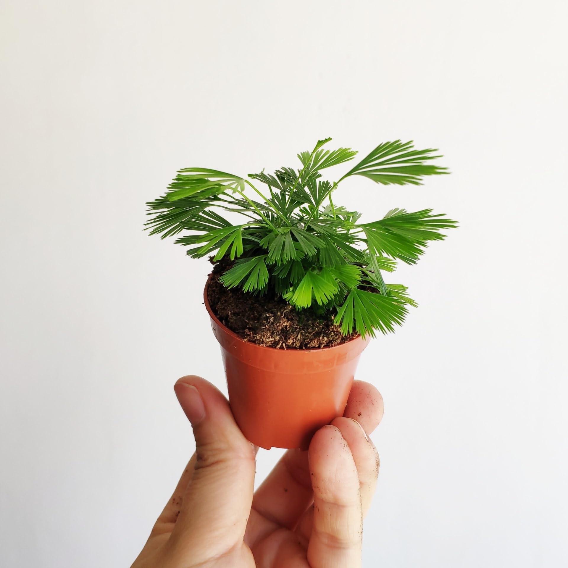 NATURAME Rare Palm fern terrarium plant Actiniopteris australis live plant for vastu and good luck in homes and offices (B0CQXTGR6Y) Amazon Price History, Amazon Price Tracker