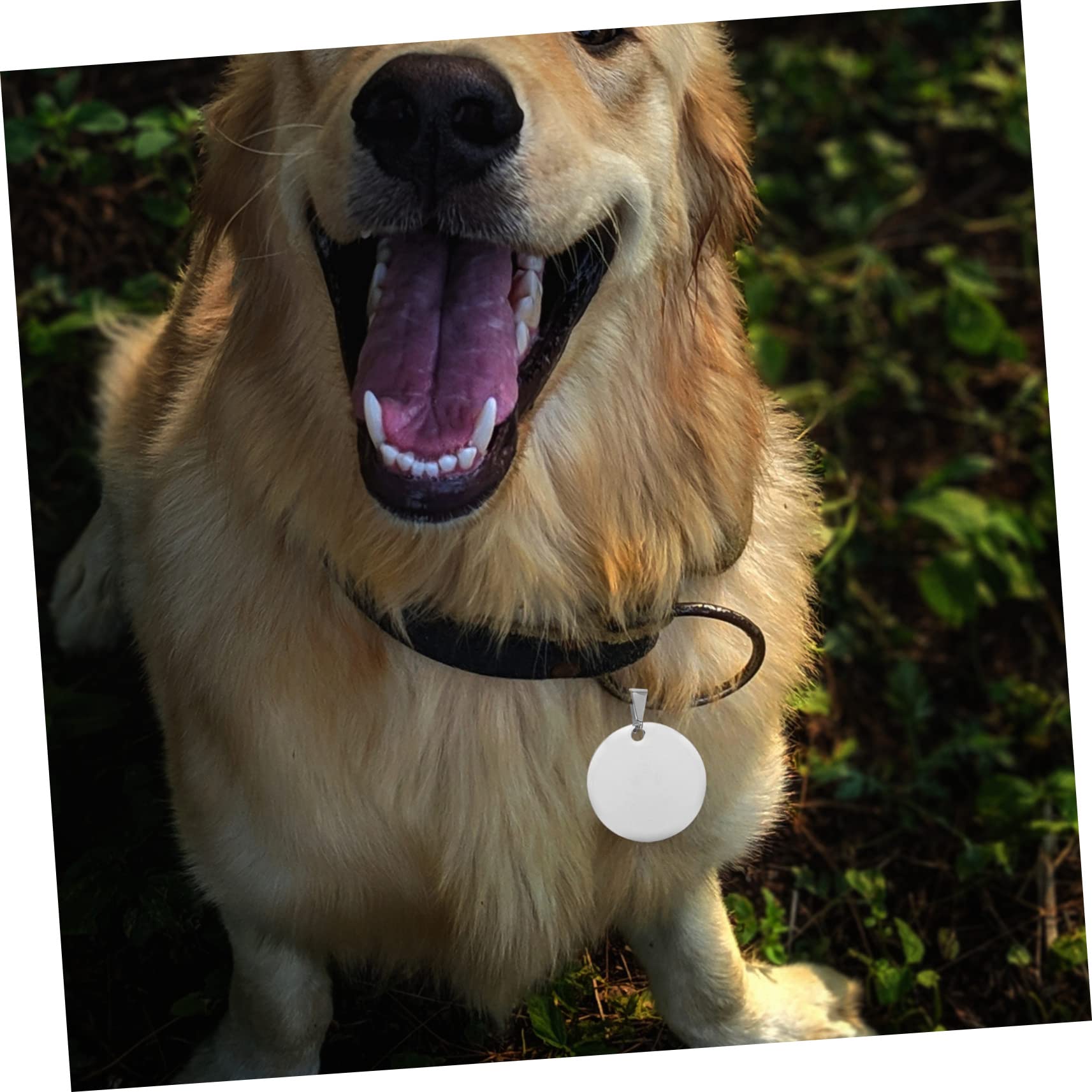 POPETPOP 3 Set Etichetta Di Identità Animale Targhetta Personalizzata Medaglietta Cane Medaglietta Di Riconoscimento Ciondoli Vuoti A Cerchio Piatto Cani Medaglietta in Titanio 10 Pezzi * 3