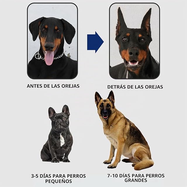 Foto 6 de 8 de Tsuchiya corrección orejas perro con orejas perro Doberman fijas