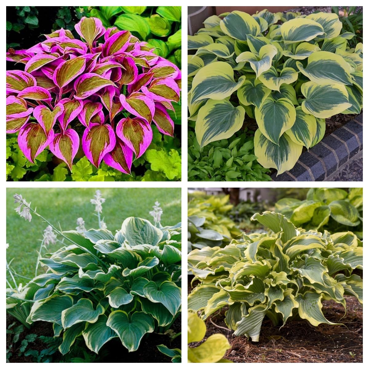Hosta Bulbs, Cold-Resistant, Easy to Care for,Strong Plants That Grow Well/Mix Golden Jade Carving Feels Perfect-10bulbs-A