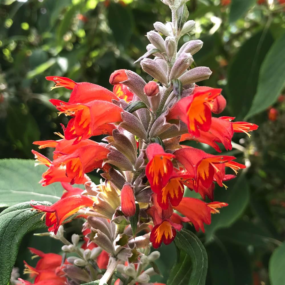 YouGarden Colquhounia 'Nepalese Flame', Established Plant in 9cm Pot, Exotic Garden Colour, Late Summer Flowering, Hardy Shrub
