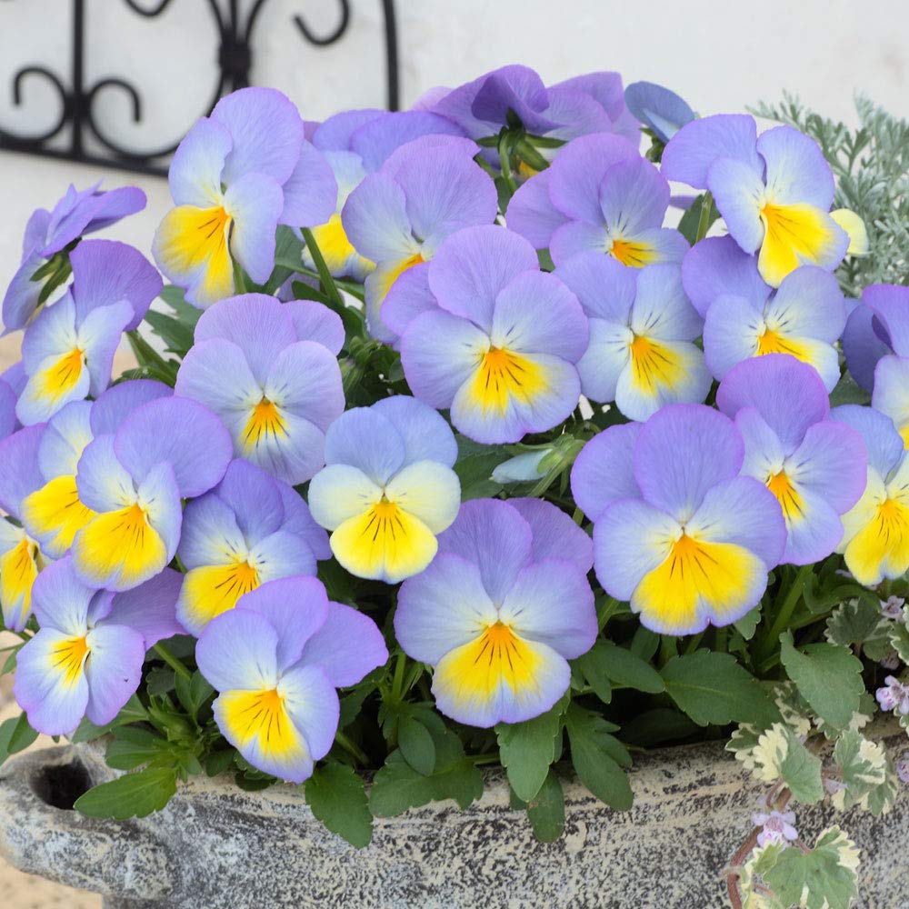 Amazon | パンジー モルフォVer2 ポット苗 1個 パンジー ビオラ 苗