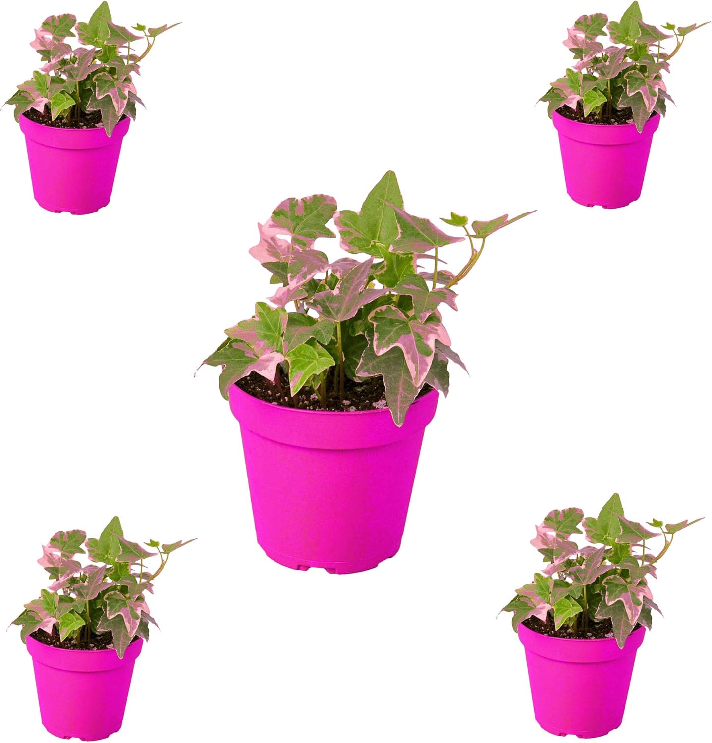 5 Pack English Ivy 'Glacier' in 4in Pot - Live Plants Tropical Houseplants | Variegated | USA Growers | The Snobby Leaf
