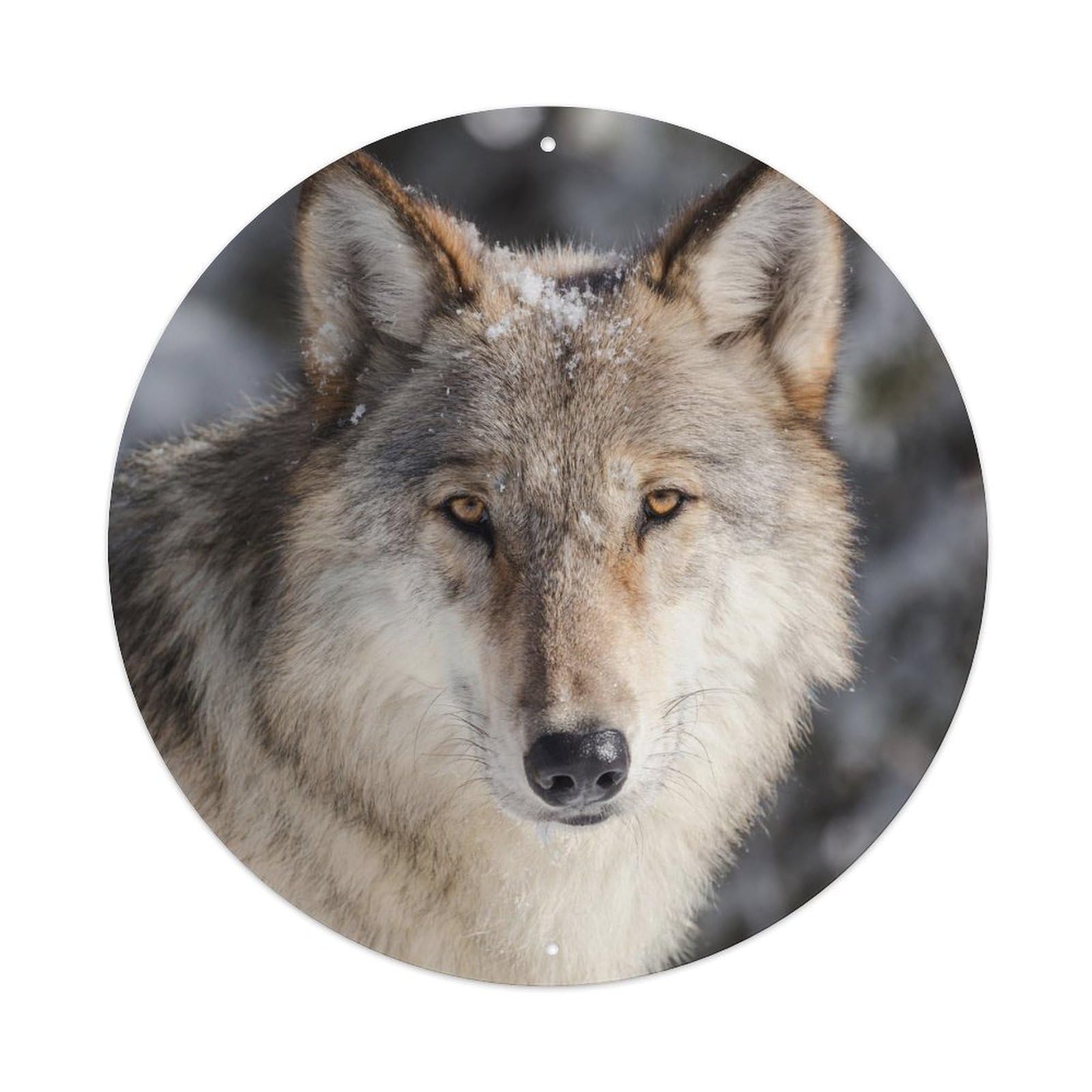 Gray Wolf Snow Wildlife Portrait Photography Metal Tin Sign