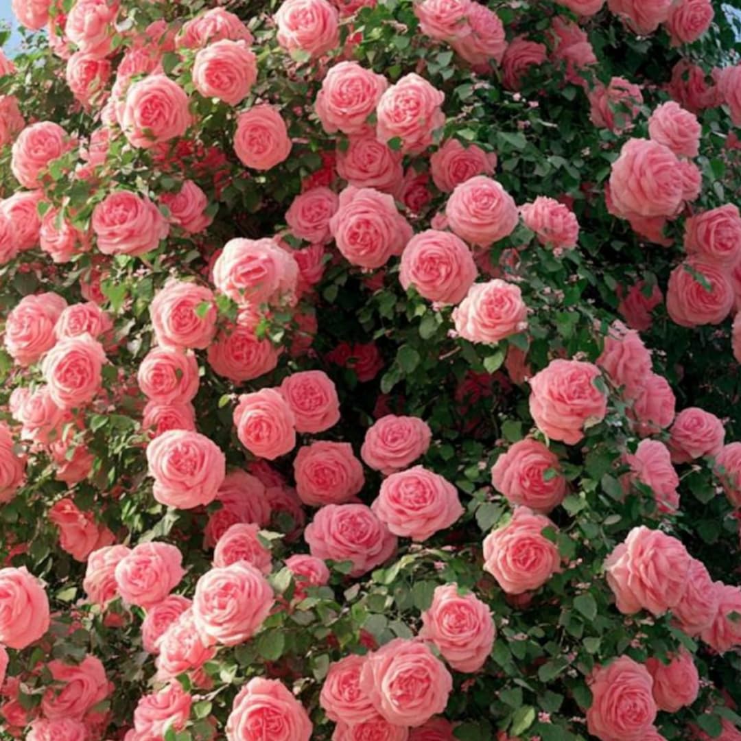 Amazon.com : Rare Climbing Roses Live Plants, Starter Rose Plant