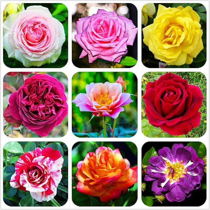 100 Pcs Mixed Rose Seeds Perennial Plant Flower Sundry Rose for
