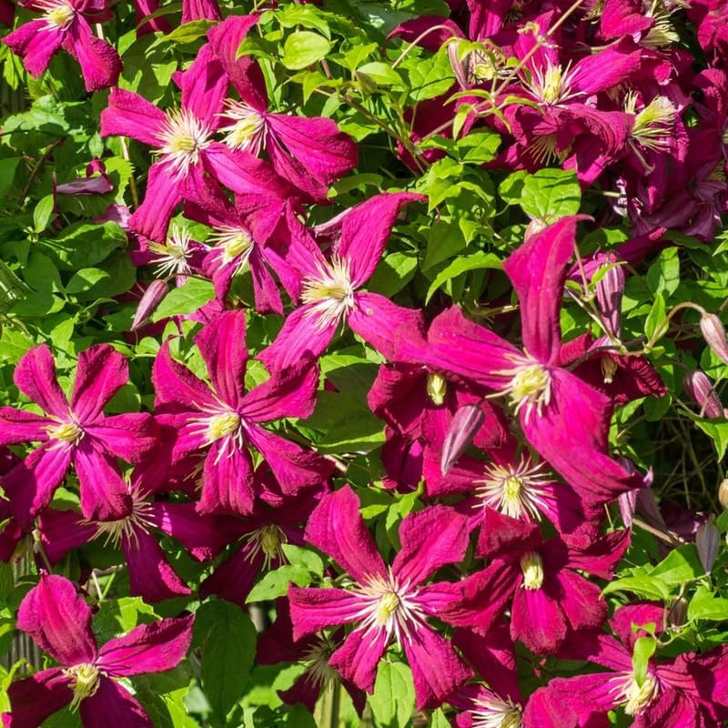 Deep Red Clematis Vine Plant Live for Planting, Fragrant Clematis Plant Live in 2.5 Inches Pot, Clematis Flowers Perennial