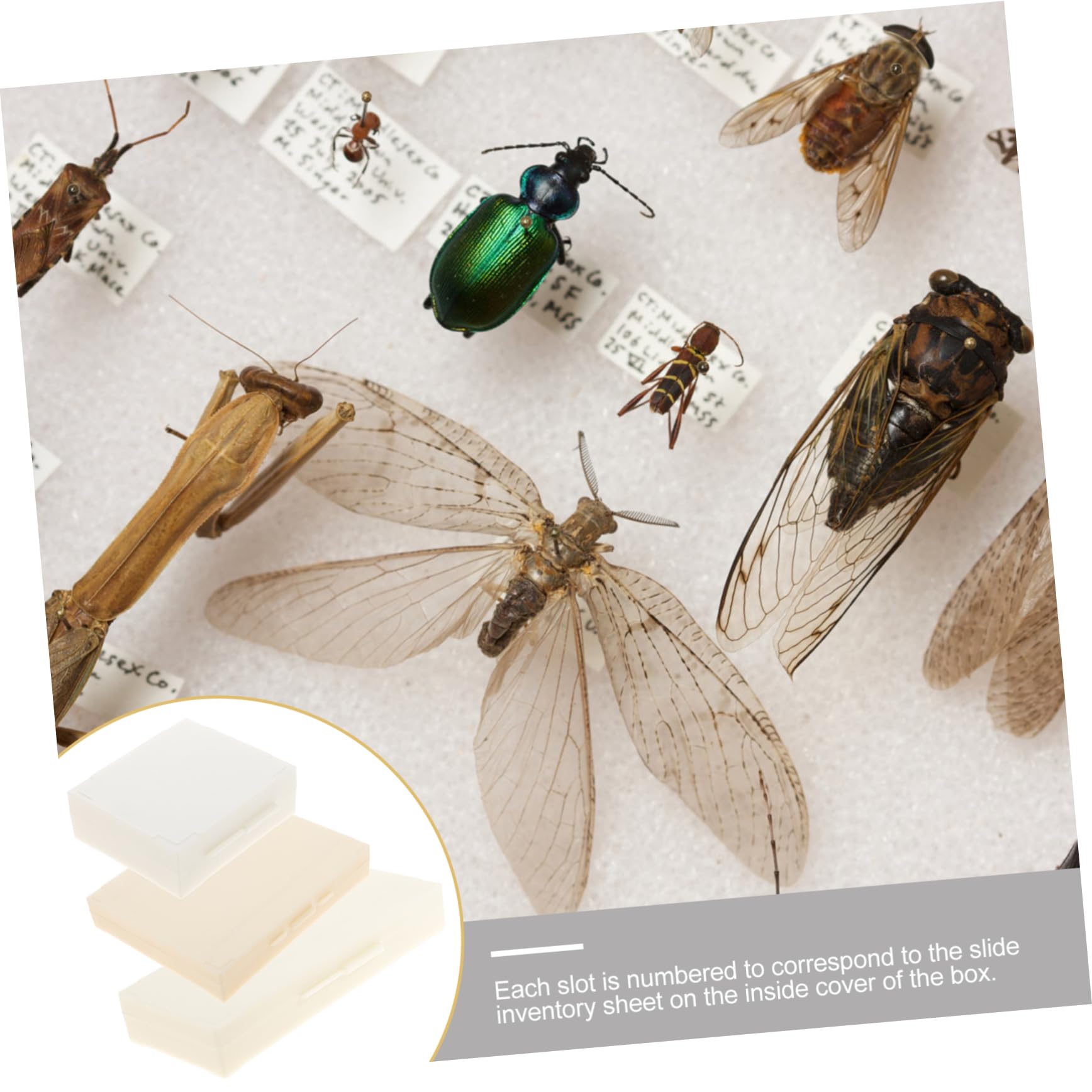 Ciieeo Microscope Slide Boxes 3 Pack Specimen Slides Storage Accessory Educational Tool