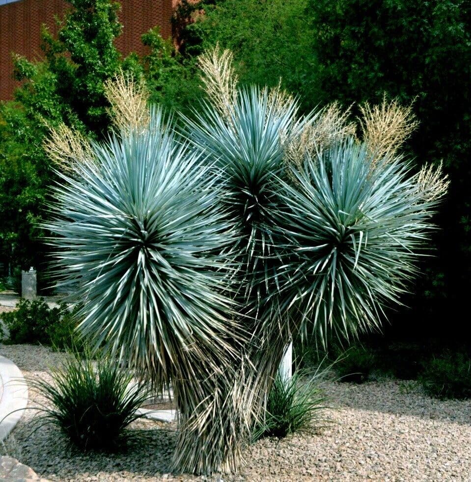 #60 ユッカリギダ Yucca rigida （発根済） Amazon.com : 10 Seeds Blue Yucca Tree | Yucca rigida Agave