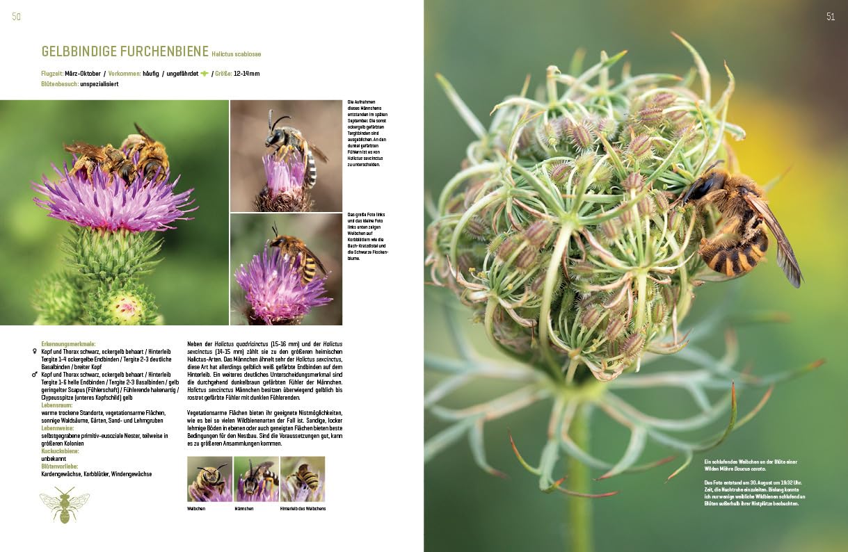 WILDBIENENHELFER: Wildbienen & Blühpflanzen
