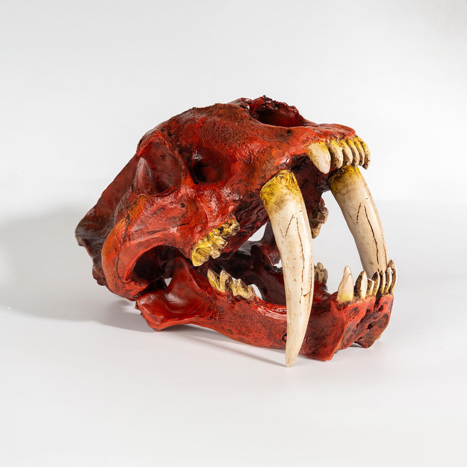 Cráneo de Tigre Réplica en Resina Estatua de Cráneo de Tigre Dientes de Sable Decoración para Fiesta de Halloween, Hogar y Oficina,Rojo,33cm