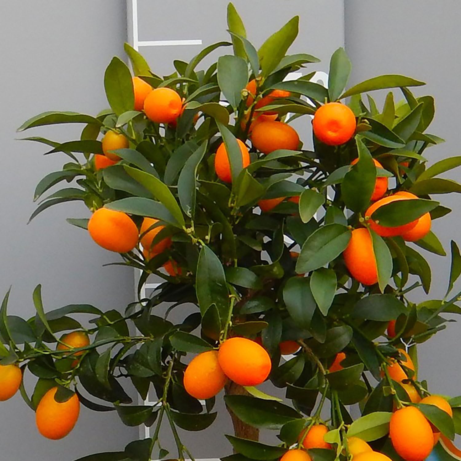 SAVINI VIVAI Pianta di Kumquat Mandarino Cinese Albero di Agrumi Kumquat in Vaso da 20 cm Altezza 70 cm 2-3 Anni di innesto Made Italy