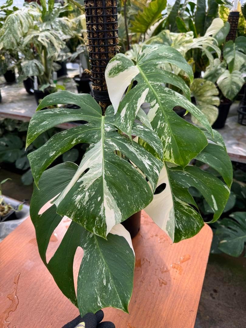 耐寒性ユッカロストラータ幹立ちメキシコブルー◇ワイルド株ドライ