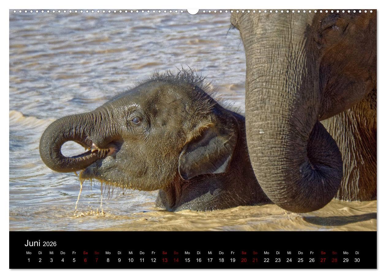 Sri Lanka - Tierische Momente (hochwertiger Premium Wandkalender 2026 DIN A2 quer), Kunstdruck in Hochglanz: Dieser Kalender gibt einen Einblick in die Tierwelt Sri Lankas (CALVENDO Natur)
