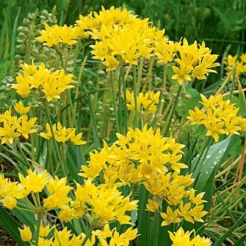 Votaniki Allium Moly Bulbs