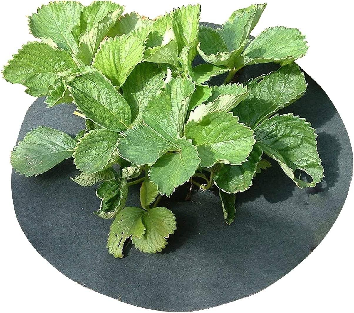 Gardening Naturally Strawberry Mats Copper Impregnated Keep Slugs & Snails away from plants 11" (27cm) Diameter (20)