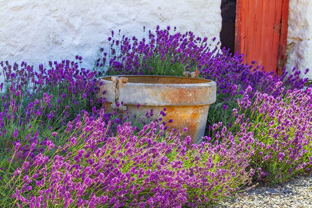 Bloomique - Set de 18 - Lavandula angustifolia - Planta de lavanda - Plantas de jardín - Resistente al frío - Altura 15-20 cm - Cepellón 7 cm
