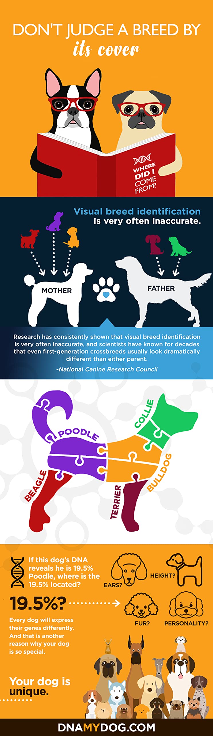 How Do I Get My Dog Tested