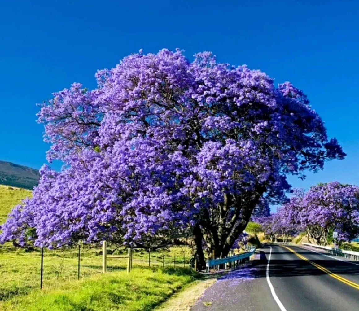 1 Pack of 70 SEEEDS Jacaranda Tree Jacaranda mimosifolia