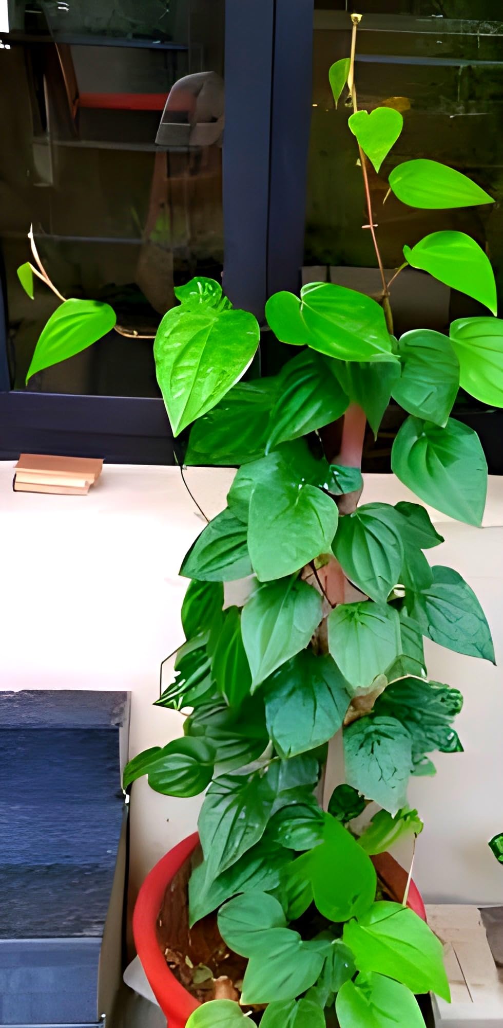 See full amazon price history chart for SEILOZBUNIA FARM- Sweet Pan Betel Leaf || Banarasi Maghai Paan || Meetha Paan || Paan Rare Healthy Live Plant, Medicinal Herb Pack of 1 for Home Garden and Terrace SEILOZBUNIA FARM- Sweet Pan Betel Leaf || Banarasi Maghai Paan || Meetha Paan || Paan Rare Healthy Live Plant, Medicinal Herb Pack of 1 for Home Garden and Terrace (B0CY96QTNS) Amazon Price History, Amazon Price Tracker