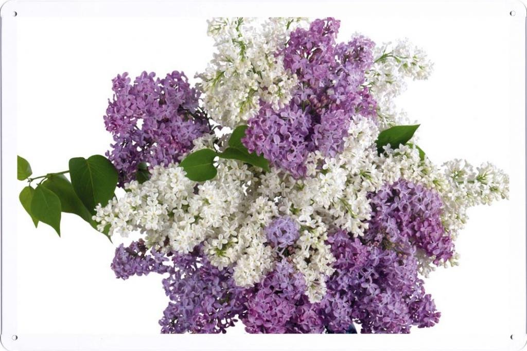 Flower Tin Sign Lilacs Bouquet White Purple Vase 30068 by Waller's Decor (7.8"x11.8")
