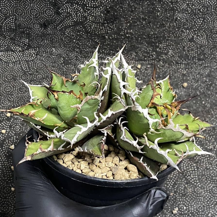 アガベ agave titanota 'creep' a.k.a. 'beast' agave titanota 'creep アガベ agave titanota 'creep' a.k.a. 'beast' agave titanota 'creep