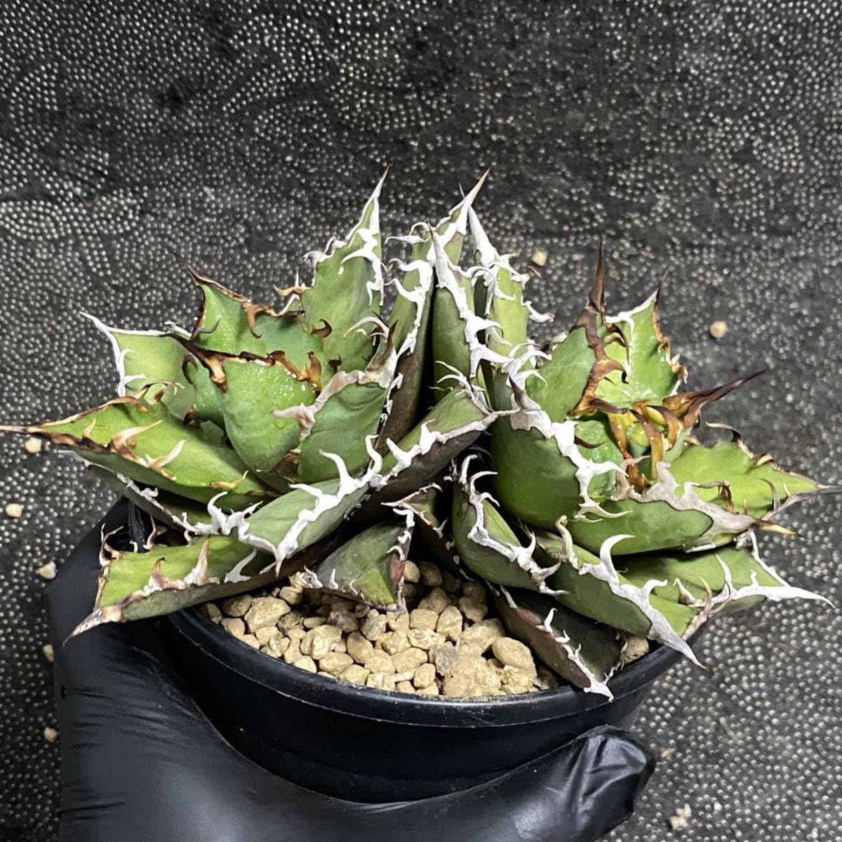 Amazon.co.jp: 多肉植物 アガベ チタノタ シーザー 双頭美株 発