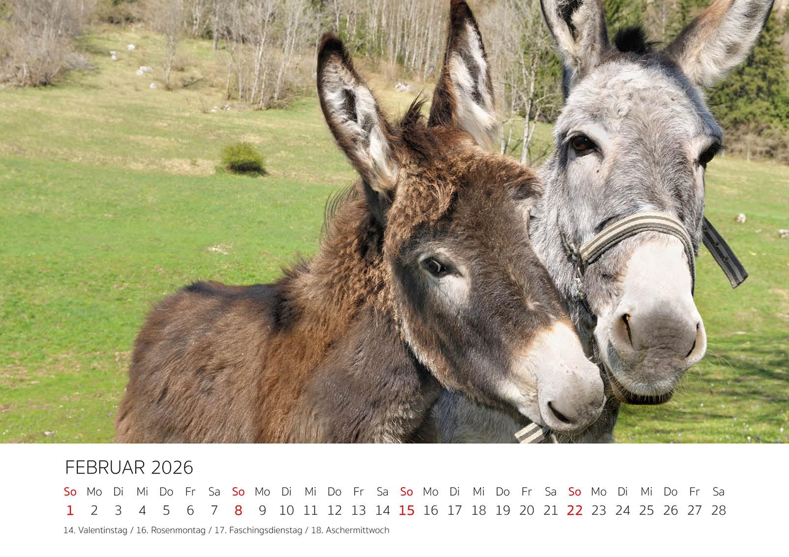 Edition Seidel Premium kalender fascinatie paarden 2024 DIN A3 wandkalender paardenkalender dieren paard pony merrie veulen natuur zon strand wilgentenen zee