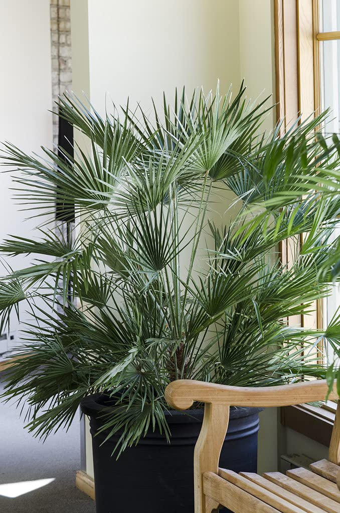 Bloomique - Lot de 2 - Chamaerops Humilis - Palmier nain européen - Palmier rustique - Plantes de jardin - Hauteur 40-50 cm - Pot 15 cm