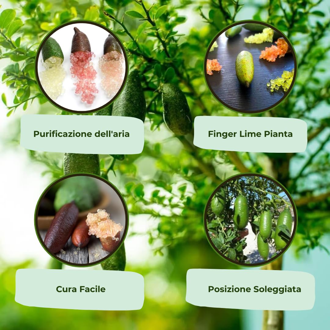 Vivaio Garden Forest - Pianta di limone caviale rosso (finger lime) - citrus australasica, albero da frutto unico, limone caviale pianta in vaso 18cm