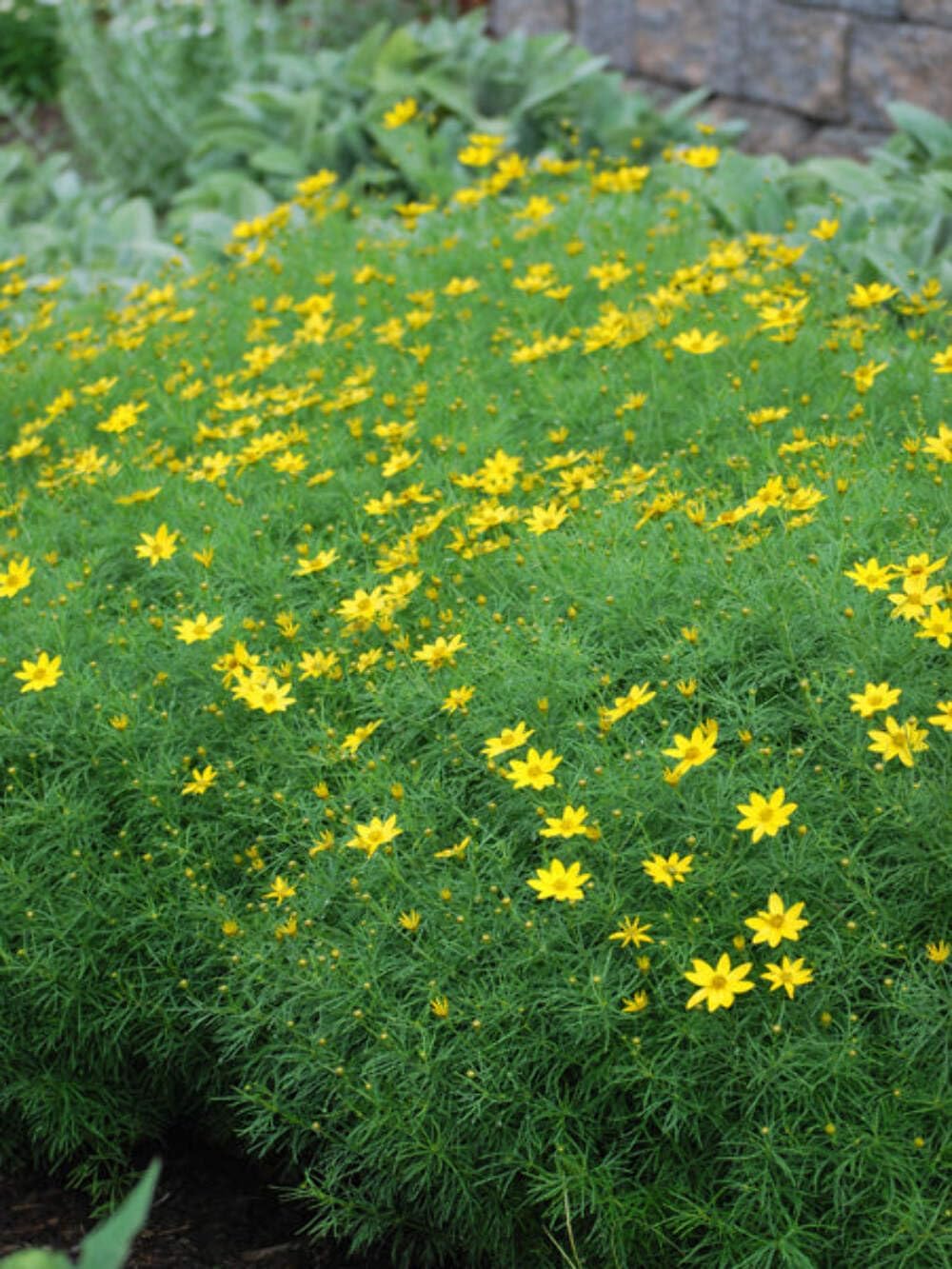 Perennial Farm Marketplace Coreopsis verticillata 'Zagreb' (Tickseed) Perennial Size-#1 Container', Golden Yellow Flowers