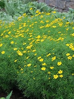 Perennial Farm Marketplace Coreopsis verticillata 'Zagreb' (Tickseed) Pe...