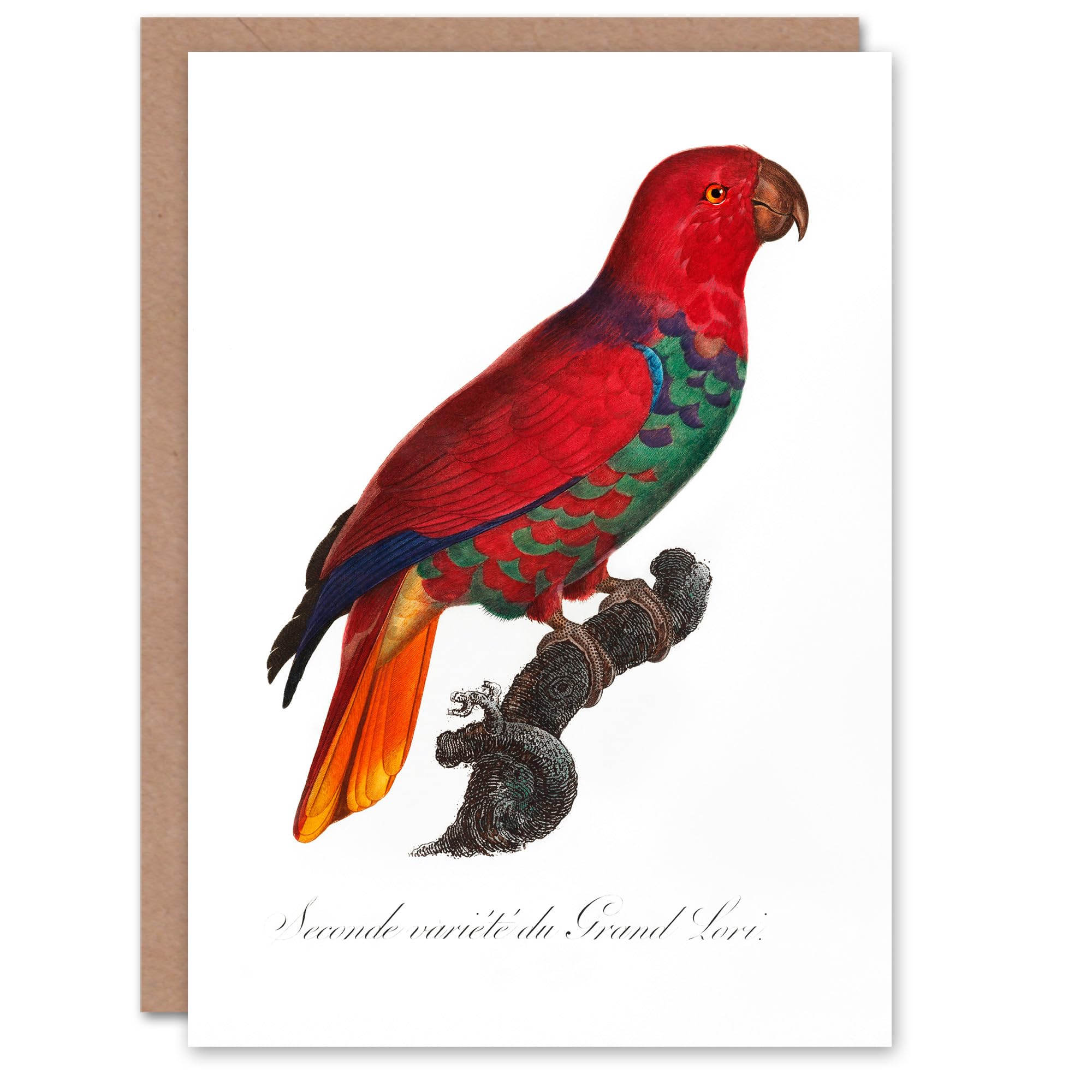 Artery8 Francois Levaillant Art Card The Eclectus Parrot