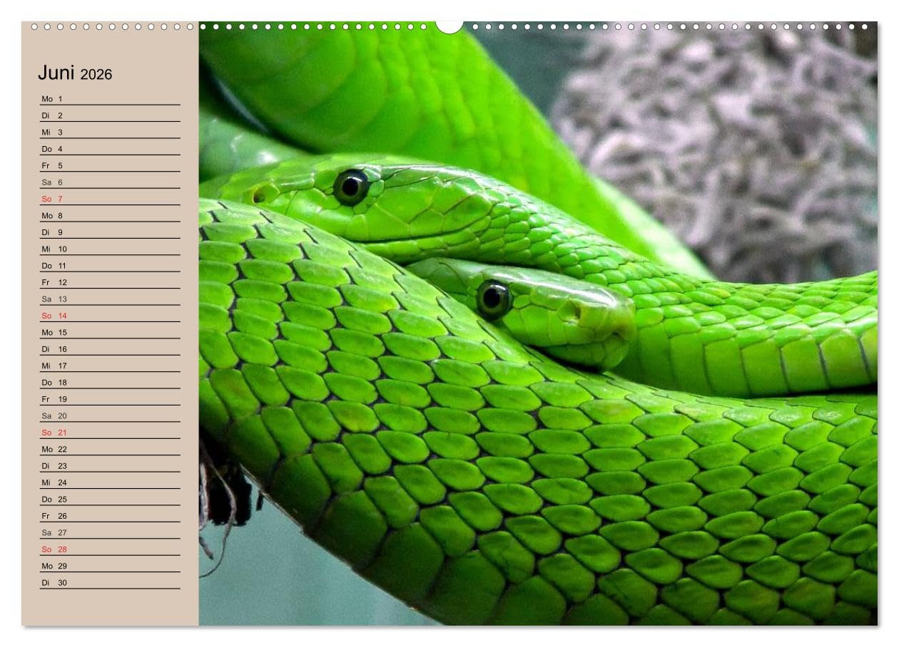 Giftschlangen (Wandkalender 2026 DIN A2 quer), CALVENDO Monatskalender: Die Familie der Vipern, Ottern und Giftnattern (CALVENDO Tiere)