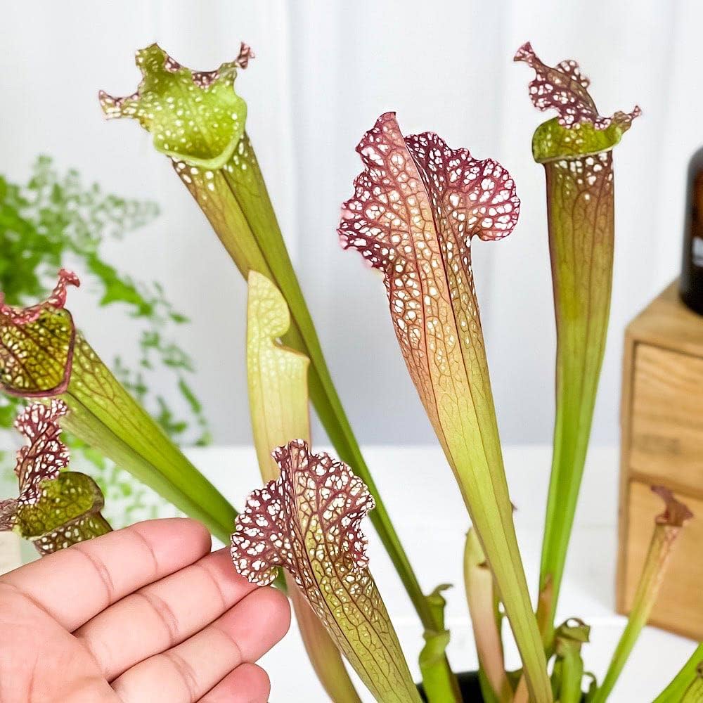 Amazon.co.jp: PLANCHU 食虫植物 サラセニア レウコフィラ グリーン Amazon.co.jp: PLANCHU 食虫植物 サラセニア レウコフィラ グリーン
