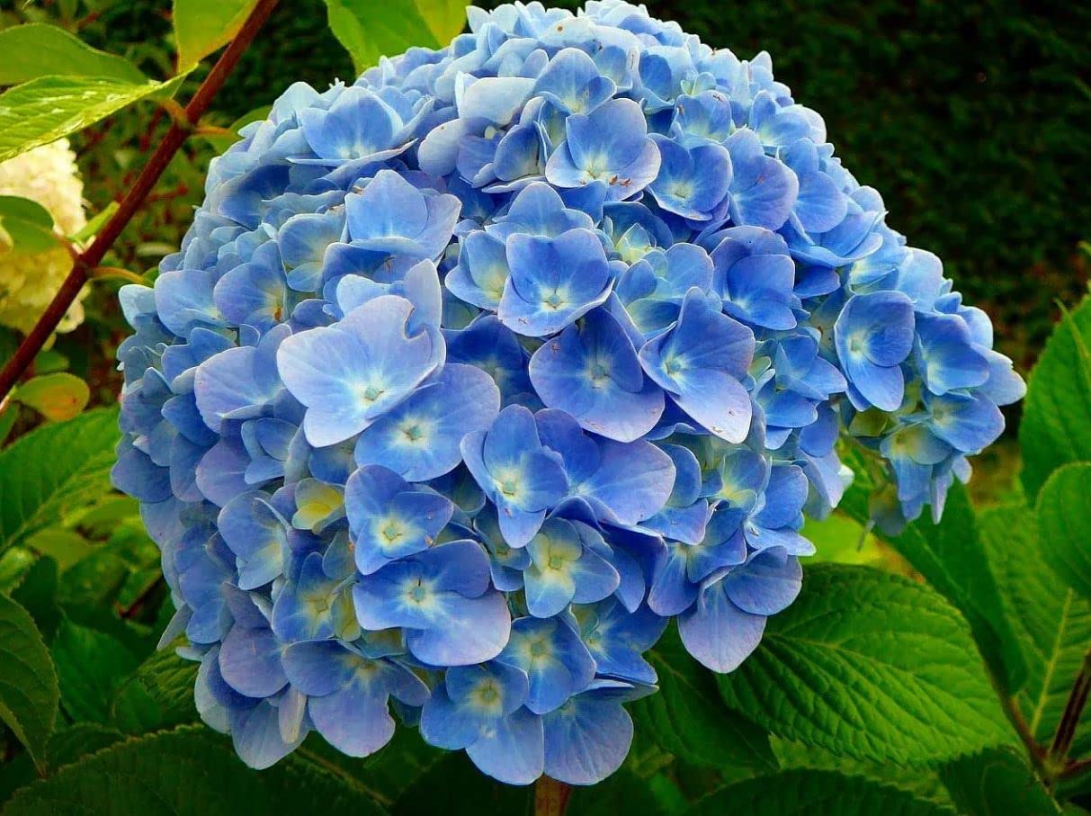 Verdecora Hortensia en Maceta 3L | Hydrangea Macrophylla | Arbusto Ornamental de Grandes Flores en Tonos Azules, Rosas o Blancos | Ideal para Jardín, Terraza o Balcón