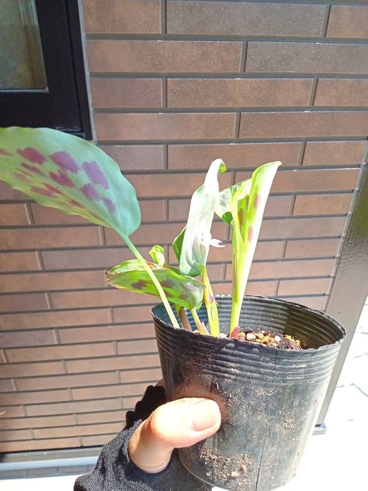 Amazon.co.jp: ケンフェリア シャザムKaempferia Shazam ④レア