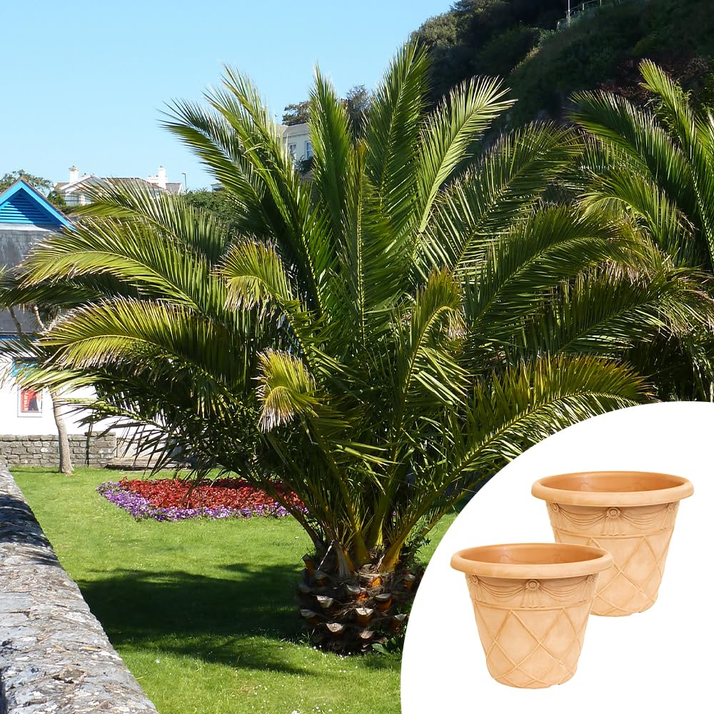 Yougarden Green Phoenix Canariensis Canary Island Date Palms, Pair Of Established Plants With Two Tuscany Roman Planters, Ready To Plant