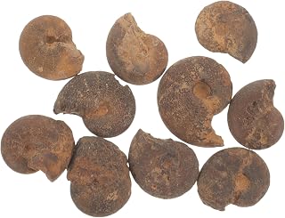 Gatuida Unique Ammonite Specimen 10pcs Real Ammonite Models for Boys Girls Decor