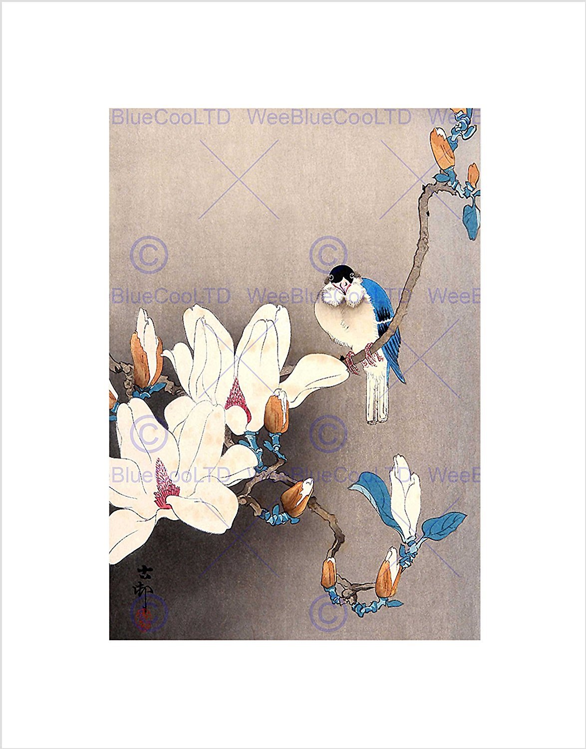 Wee Blue Coo Nature Japan Ohara Koson Bird Flower Picture Wall Art Print