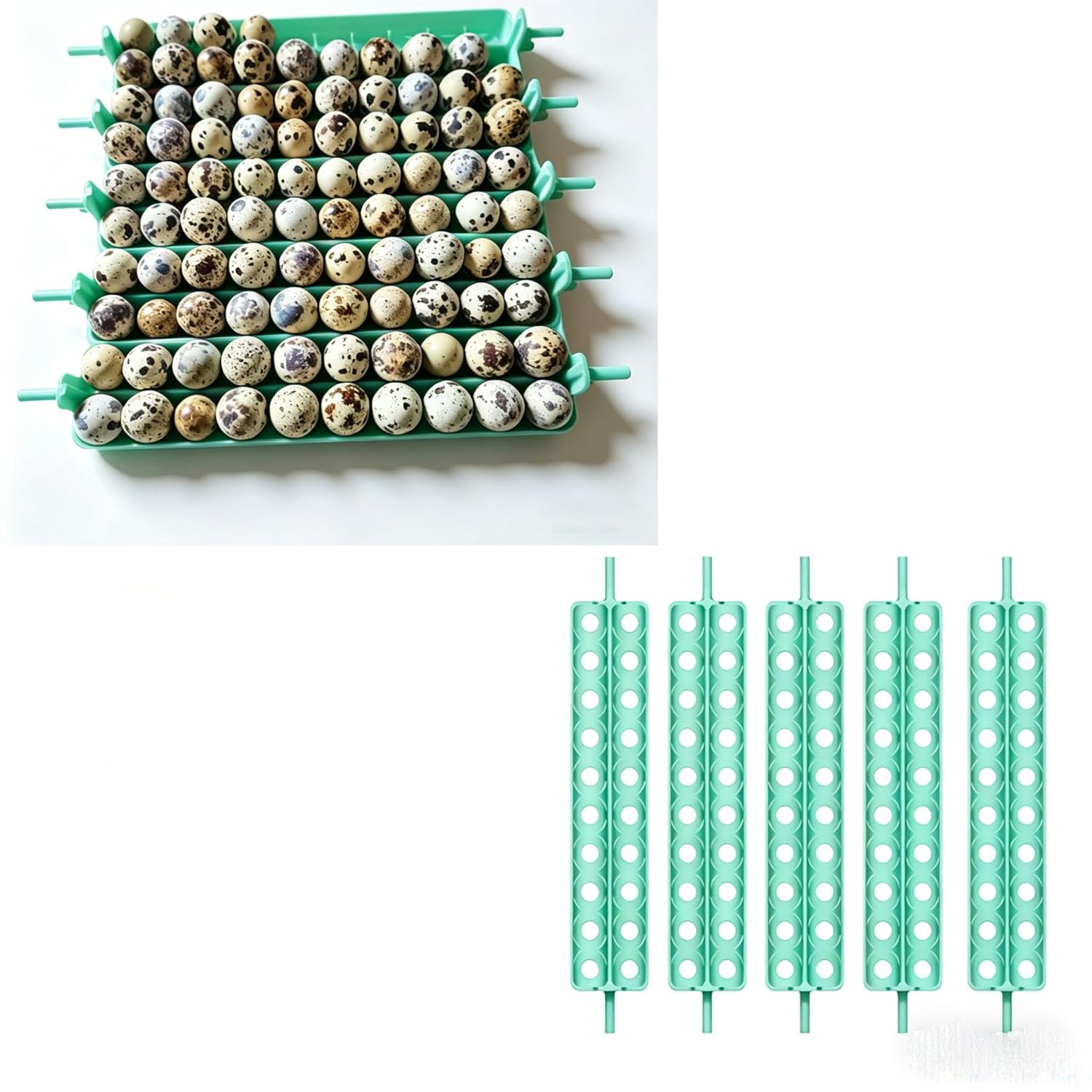 Quail Egg Basket for Maticoopx 30 & Kufika 24 Incubator – Holds 20 Quail Eggs, Replacement Egg Basket for Coturnix Quail Eggs (Mint Green)