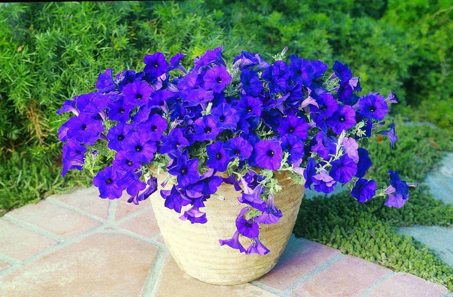 See full amazon price history chart for Urban Turtle Blue Petunia Garden Flower Seeds For Terrace Balcony Gardening Garden Plant Flower Seeds(100 Seeds) Urban Turtle Blue Petunia Garden Flower Seeds For Terrace Balcony Gardening Garden Plant Flower Seeds(100 Seeds) (B0CCB4DDS6) Amazon Price History, Amazon Price Tracker